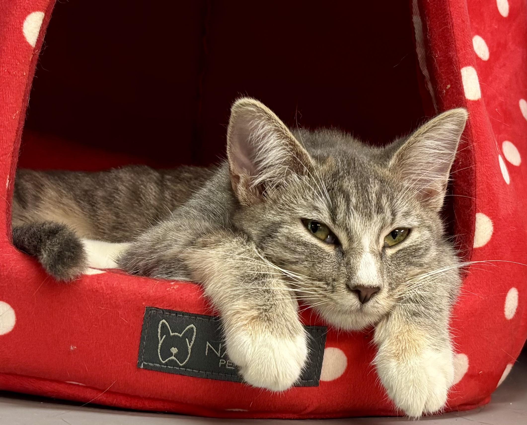 Enlarge Curly Q, a Adopted Domestic Short Hair in Melbourne, AR image 6/6