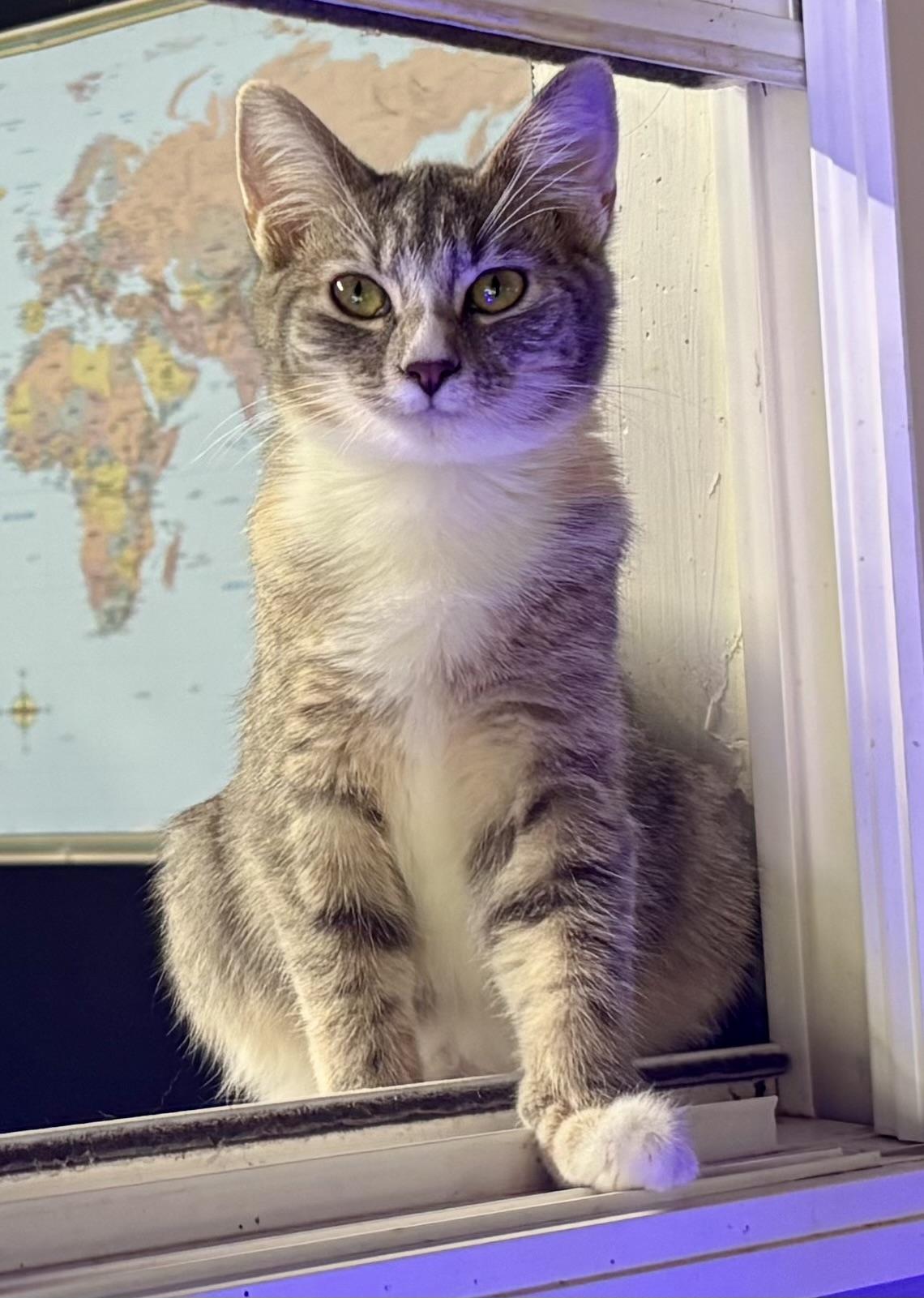 Enlarge Curly Q, a Adopted Domestic Short Hair in Melbourne, AR image 1/6