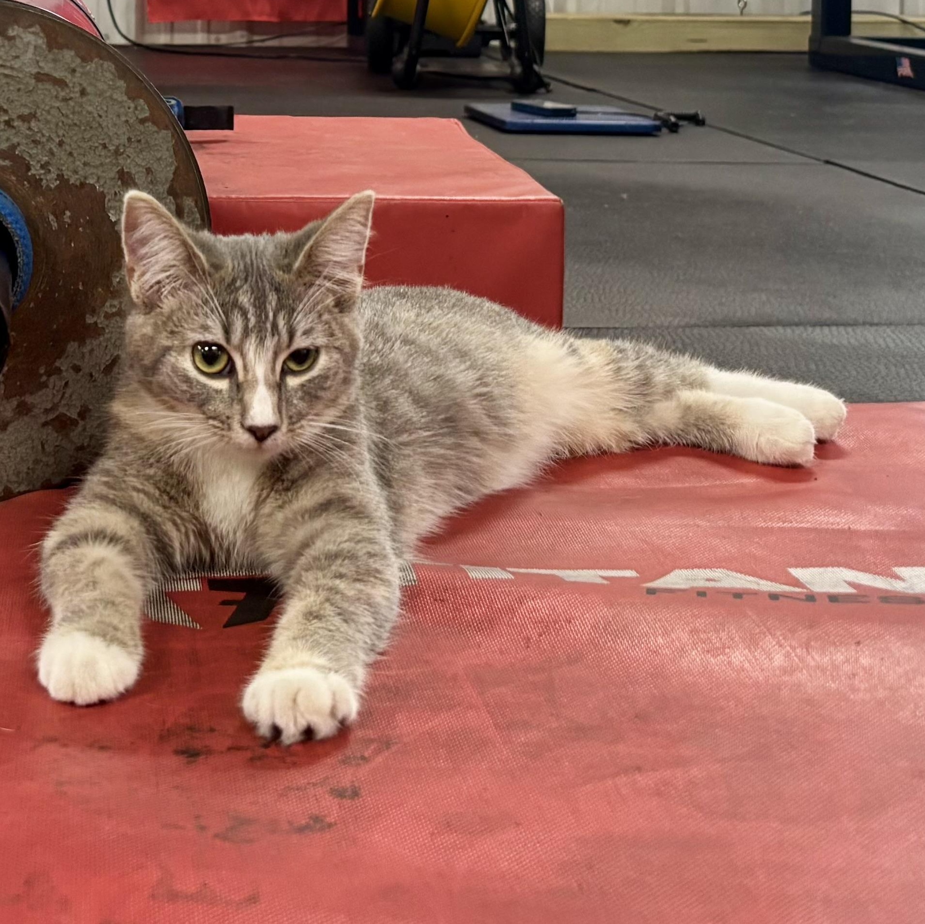 Enlarge Curly Q, a Adopted Domestic Short Hair in Melbourne, AR image 5/6