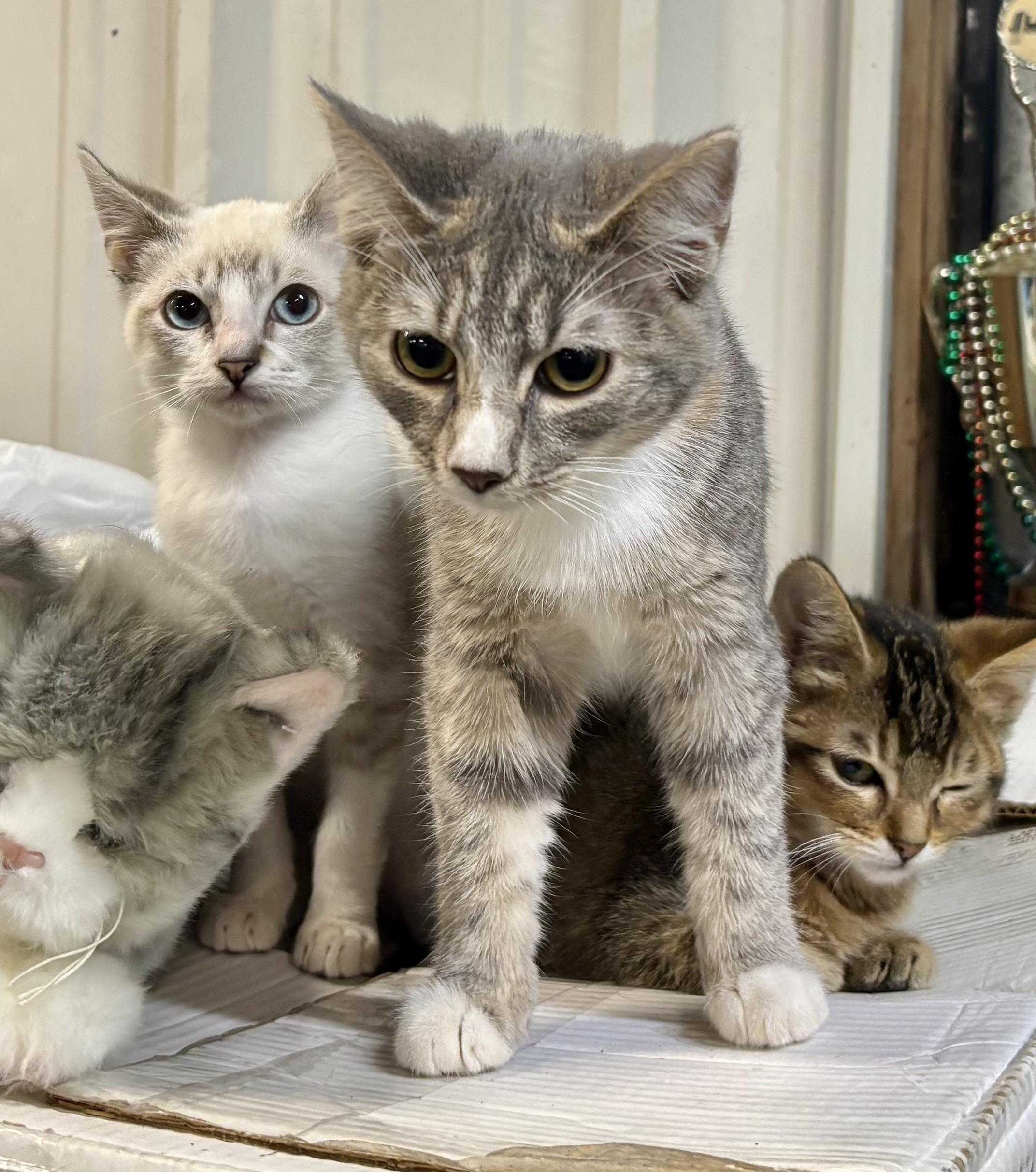 Enlarge Curly Q, a Adopted Domestic Short Hair in Melbourne, AR image 2/6