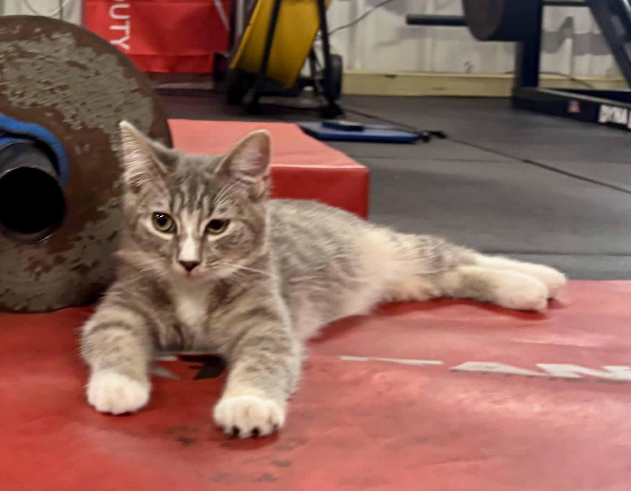 Enlarge Curly Q, a Adopted Domestic Short Hair in Melbourne, AR image 3/6