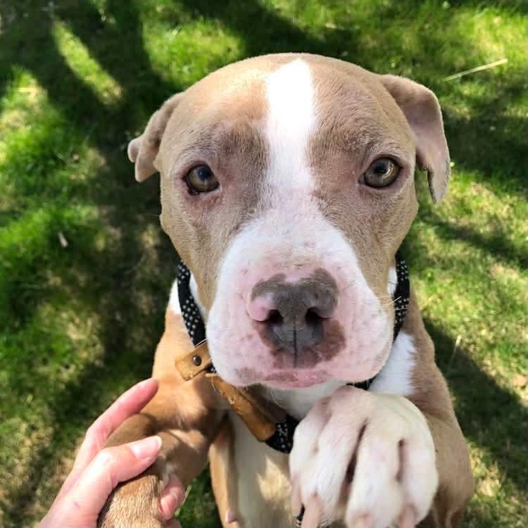 Enlarge Butterscotch, a Adoptable Staffordshire Bull Terrier in Archbold , OH image 1/1