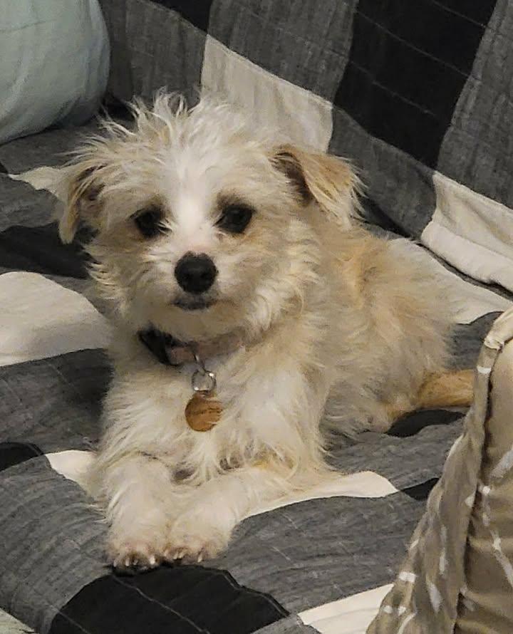 Enlarge Goldie, an adoptable mixed breed in Van Alstyne, TX image 1/3