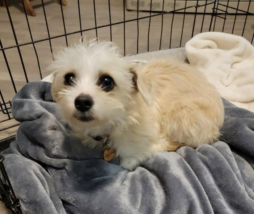 Enlarge Goldie, an adoptable mixed breed in Van Alstyne, TX image 3/3