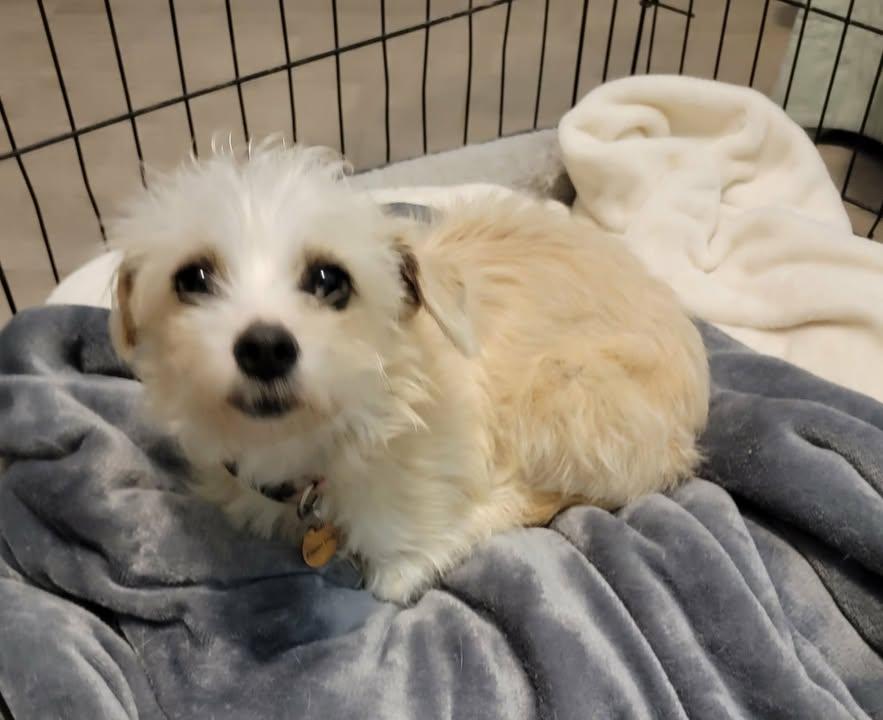 Enlarge Goldie, an adoptable mixed breed in Van Alstyne, TX image 2/3