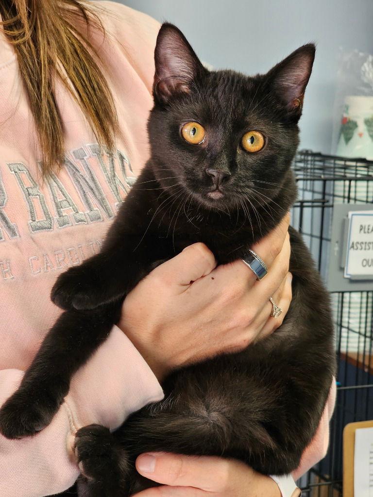 Malik, a Adoptable Domestic Short Hair in Lovingston, VA image 1/3