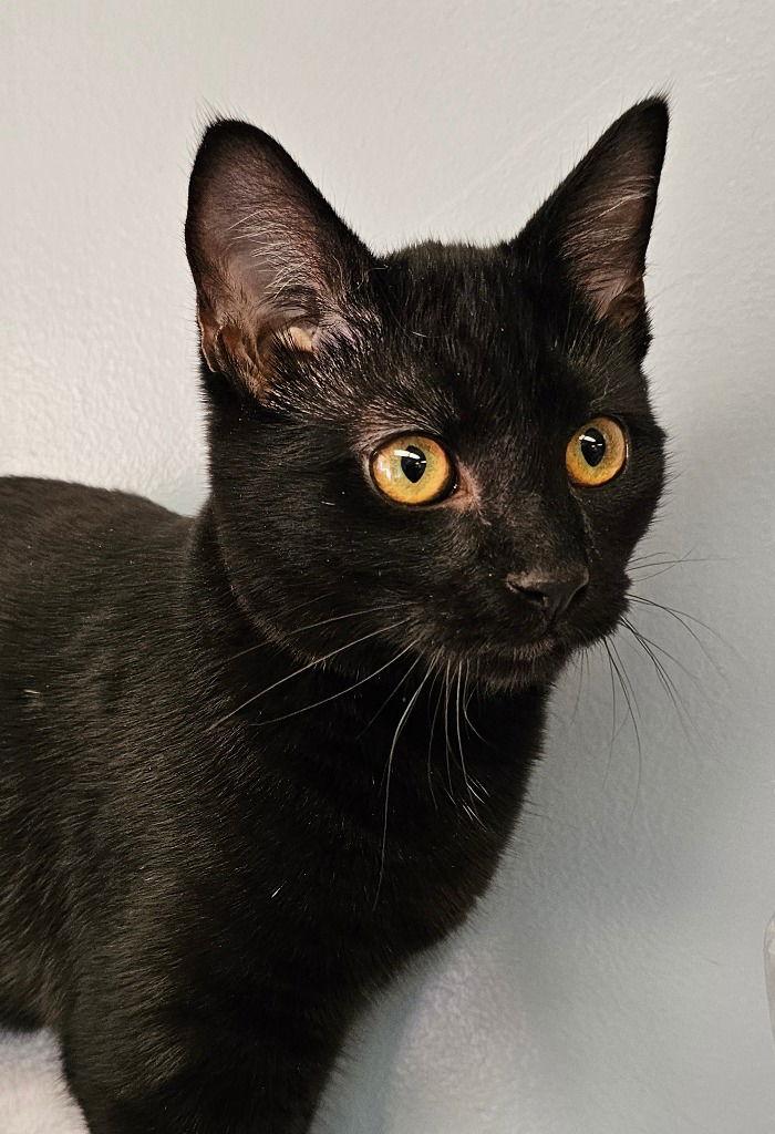 Malik, a Adoptable Domestic Short Hair in Lovingston, VA image 2/3