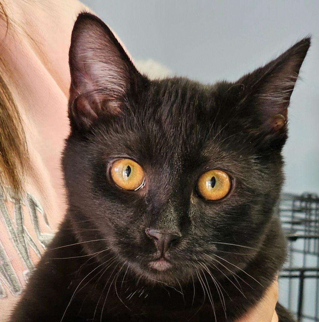 Malik, a Adoptable Domestic Short Hair in Lovingston, VA image 3/3