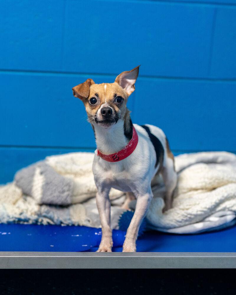 Boyd, Adoptable, Adult Male Chihuahua.