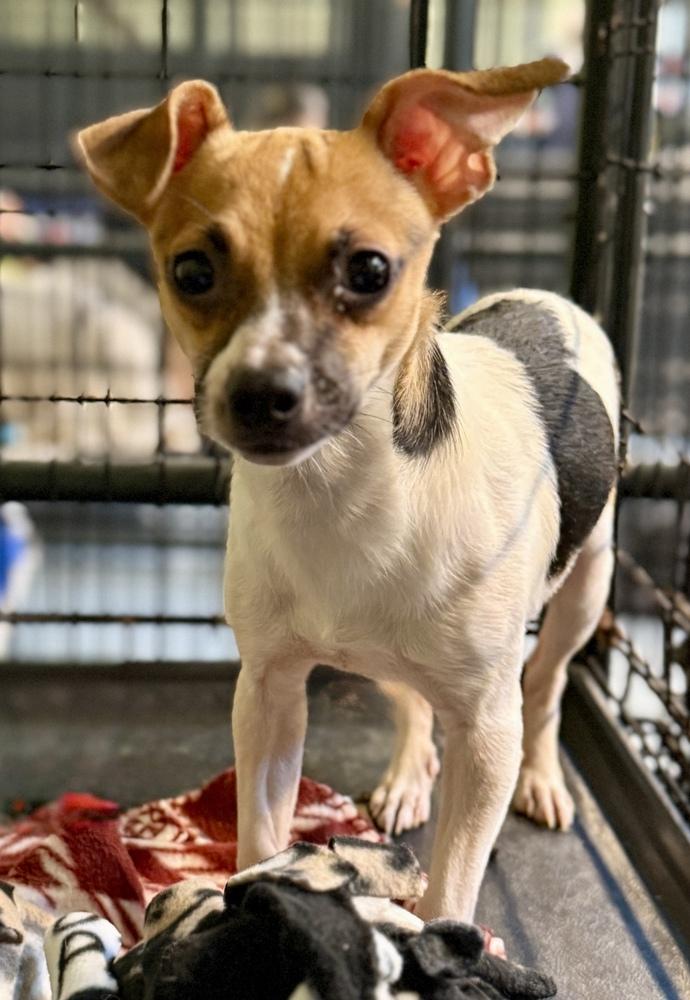 Enlarge Boyd, a Adoptable mixed breed in Muskegon, MI image 2/2
