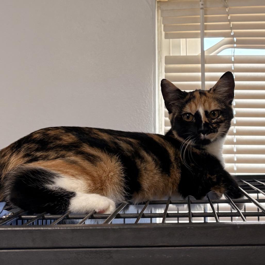 Felicia, Adoptable, Kitten Female American Shorthair & Domestic Short Hair.