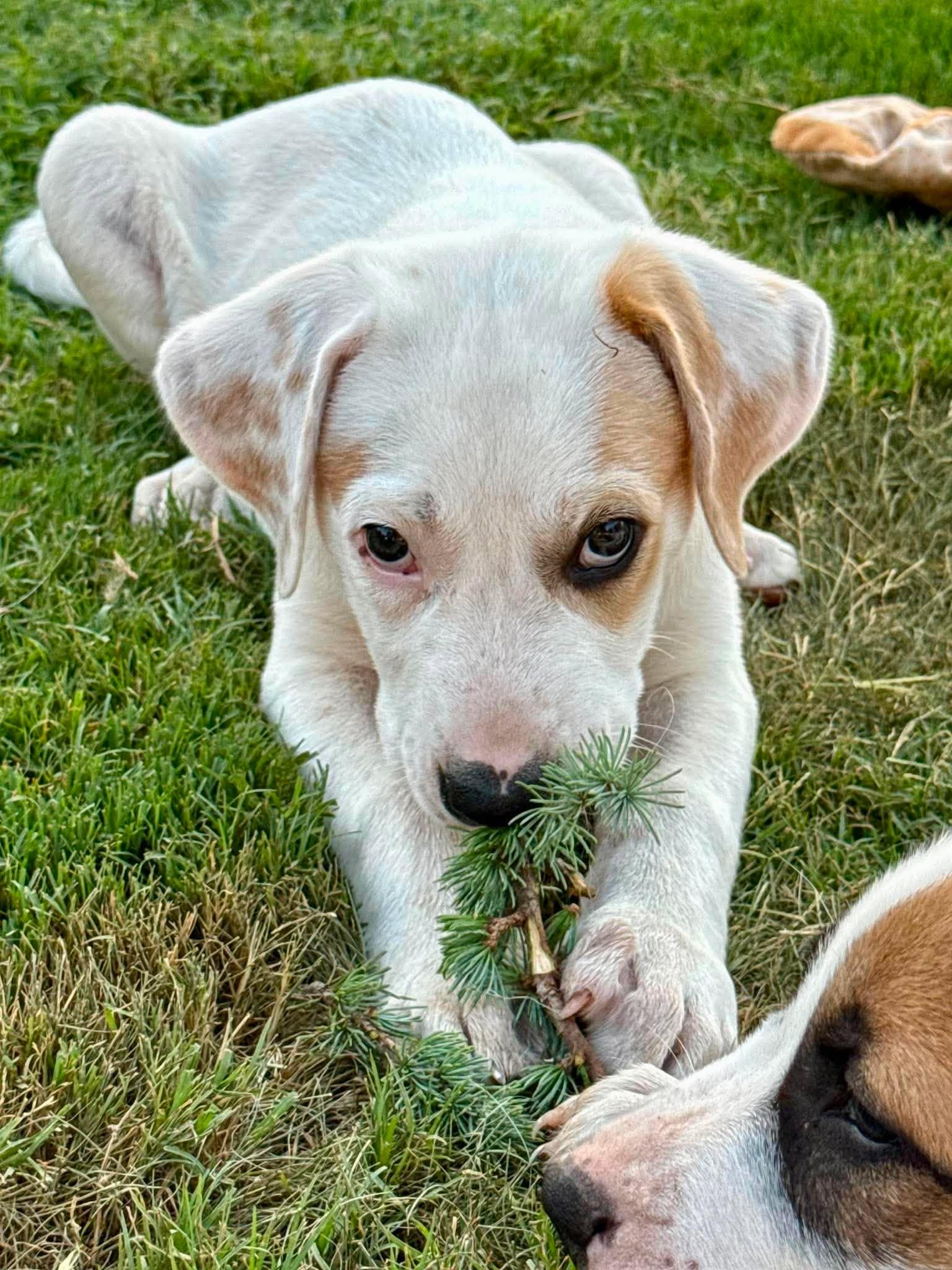Enlarge Jesse Lopez, a ADOPTABLE mixed breed in Oklahoma City, OK, OK image 6/6