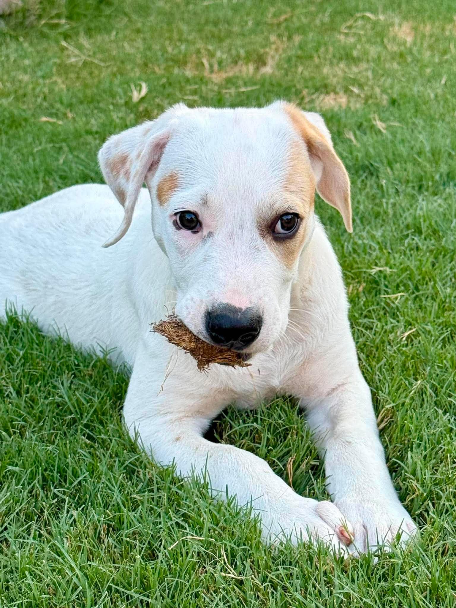 Enlarge Jesse Lopez, a ADOPTABLE mixed breed in Oklahoma City, OK, OK image 5/6