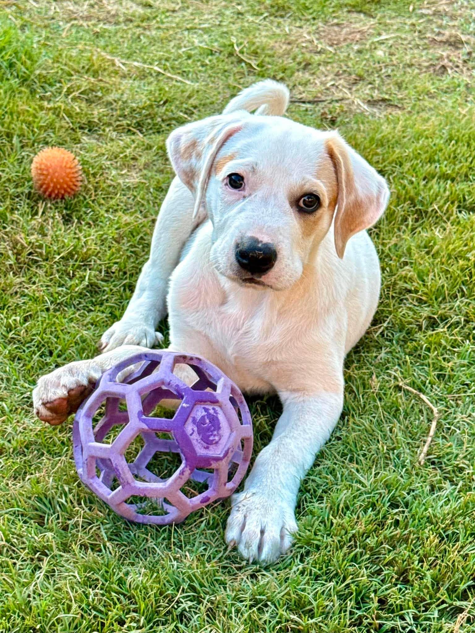 Jesse Lopez, ADOPTABLE, Puppy Male Great Pyrenees.