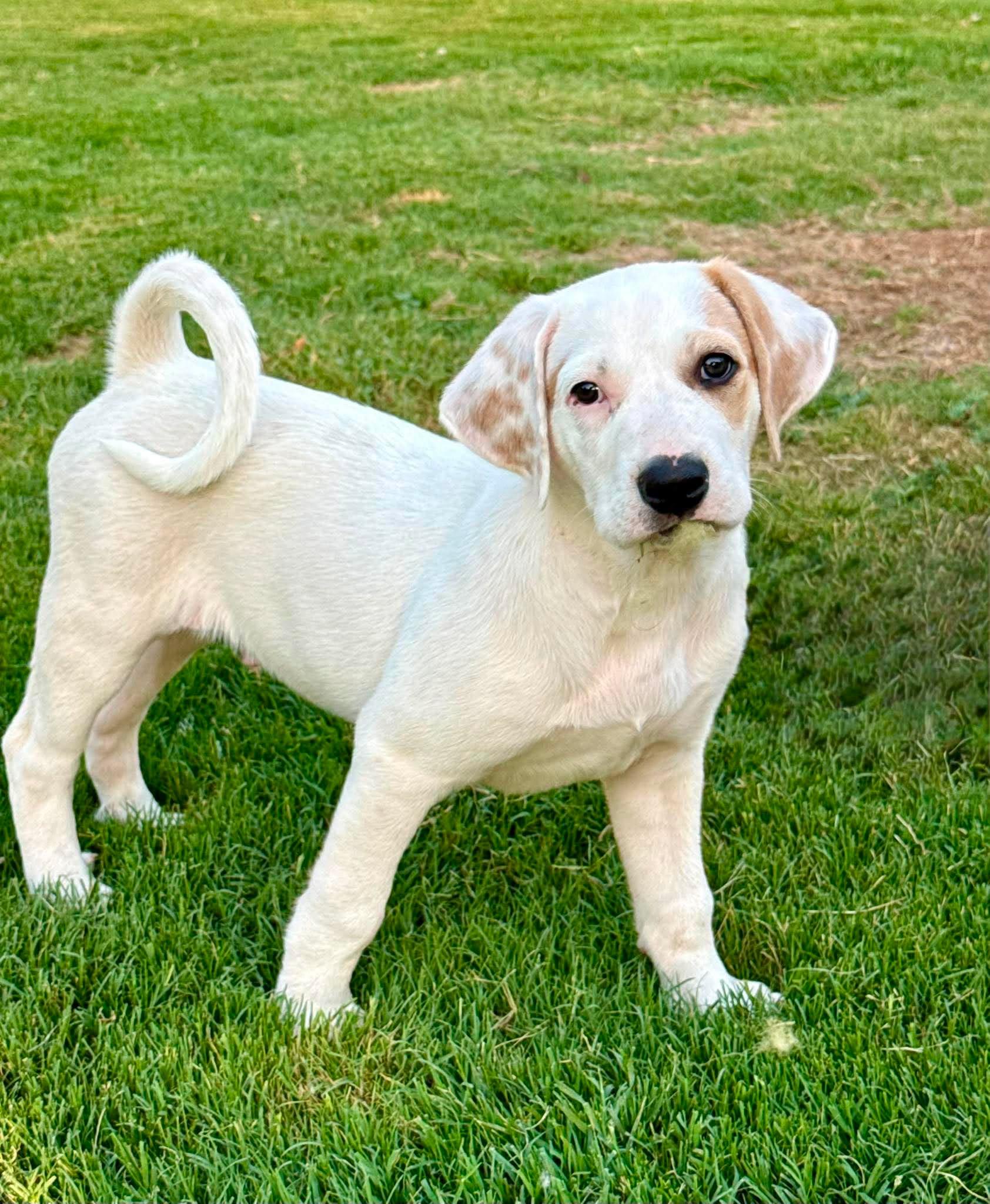 Enlarge Jesse Lopez, a ADOPTABLE mixed breed in Oklahoma City, OK, OK image 2/6