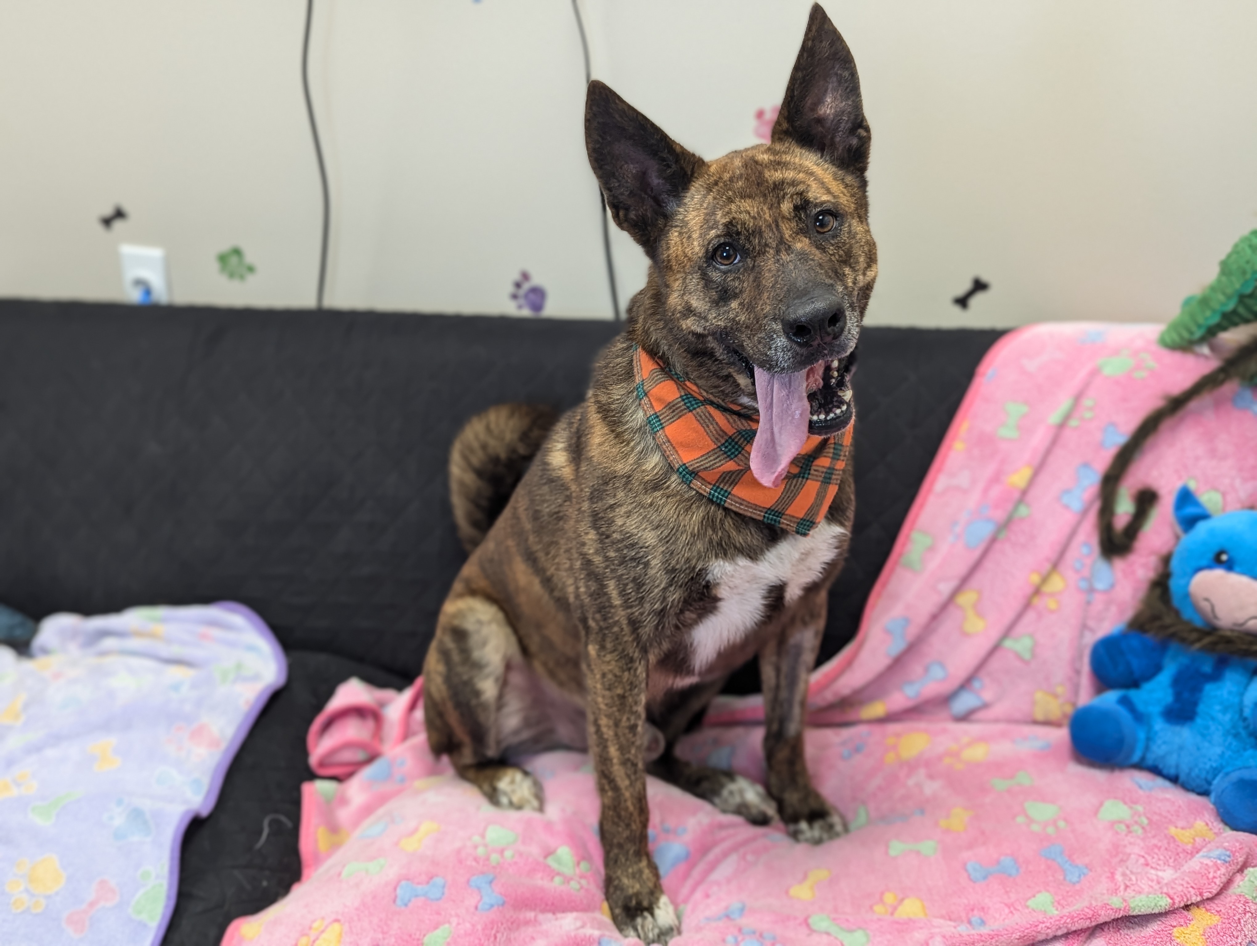 ZAZU — thumbnail 3