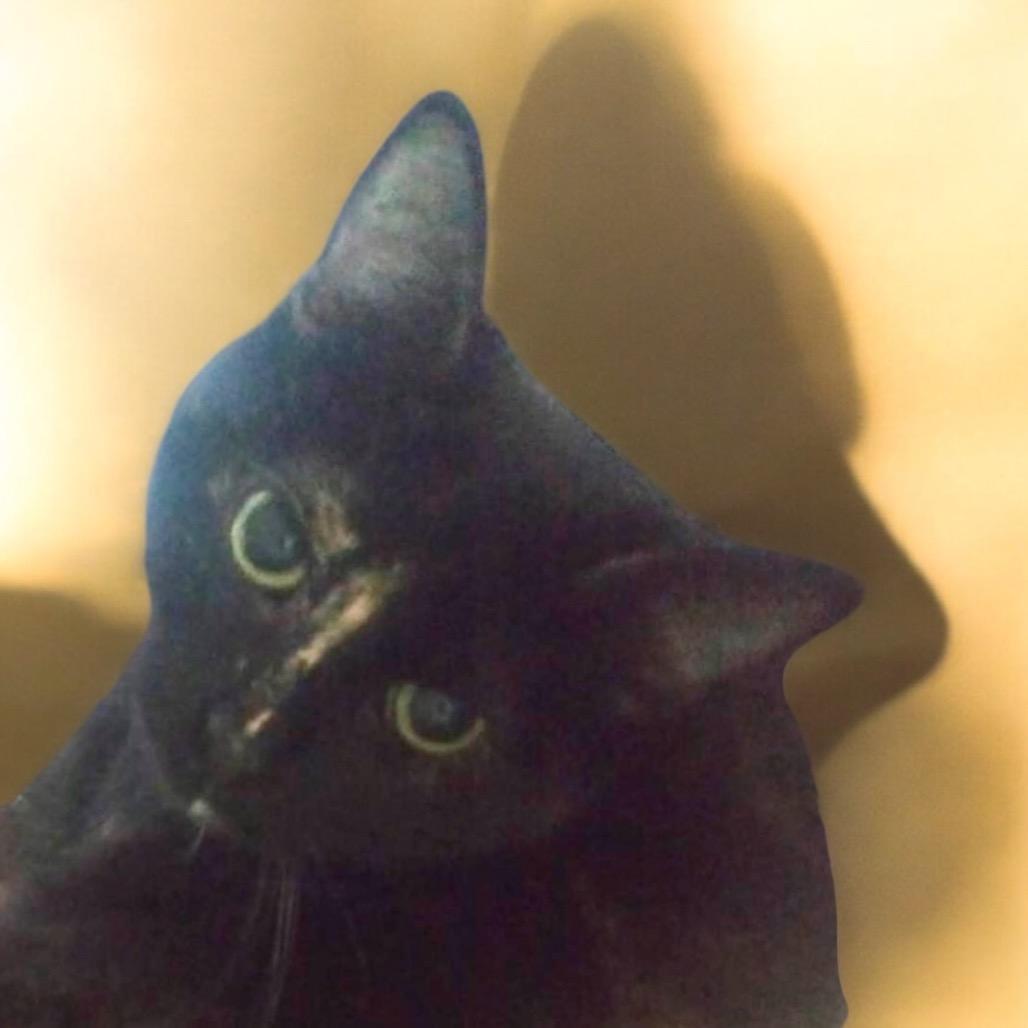 Michelle, Adoptable, Adult Female Domestic Short Hair.