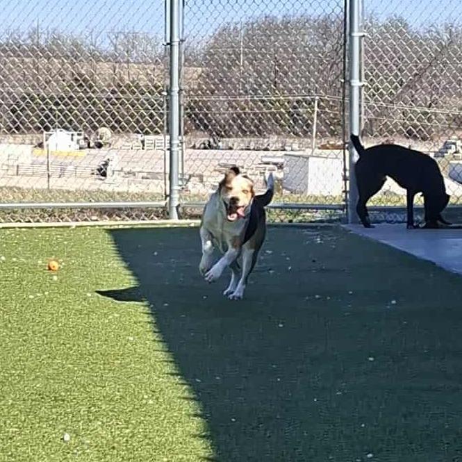 Nora, Adoptable, Adult Female Beagle & Australian Terrier.