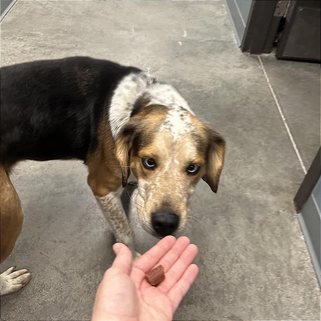 Nora, Adoptable, Adult Female Beagle & Australian Terrier.