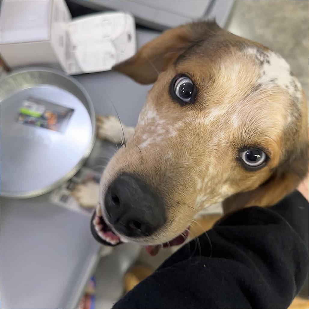 Enlarge Nora, a Adoptable mixed breed in Hannibal, MO image 2/3