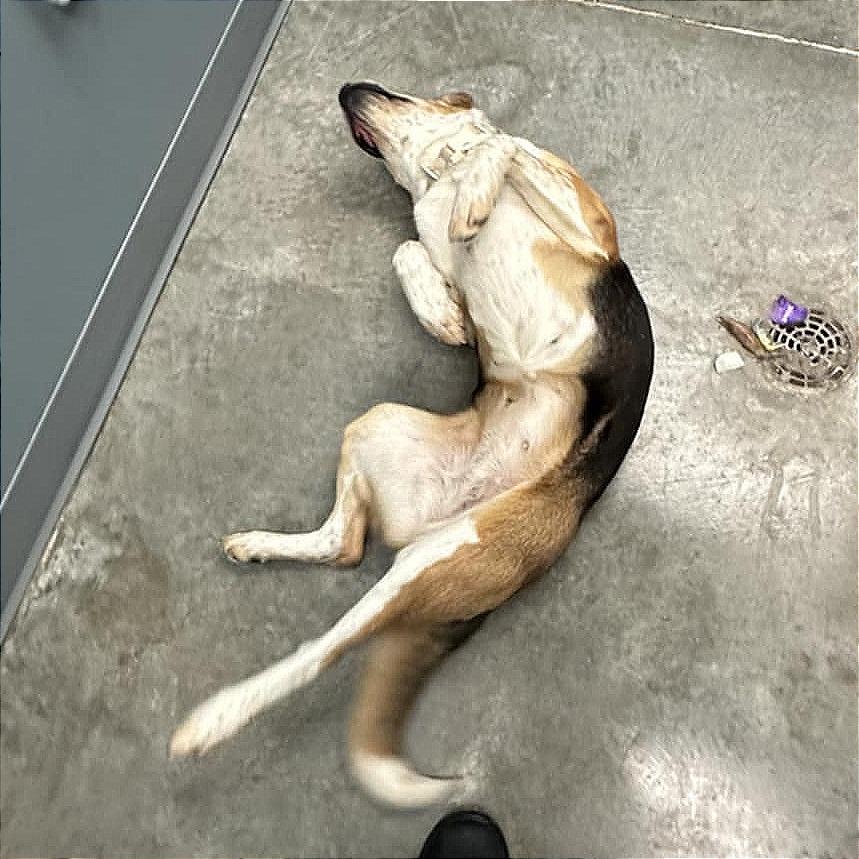 Enlarge Nora, a Adoptable mixed breed in Hannibal, MO image 3/3