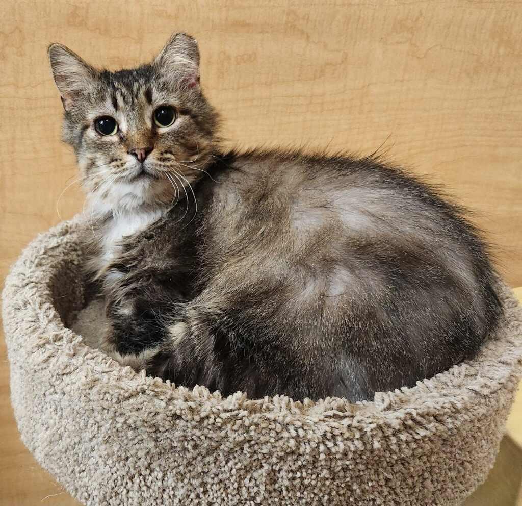 Pharoah, adopted, Adult Male Domestic Long Hair.