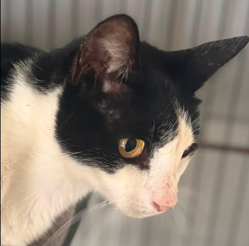 Enlarge Jeeves, a Adoptable Domestic Short Hair in Duette, FL image 3/4