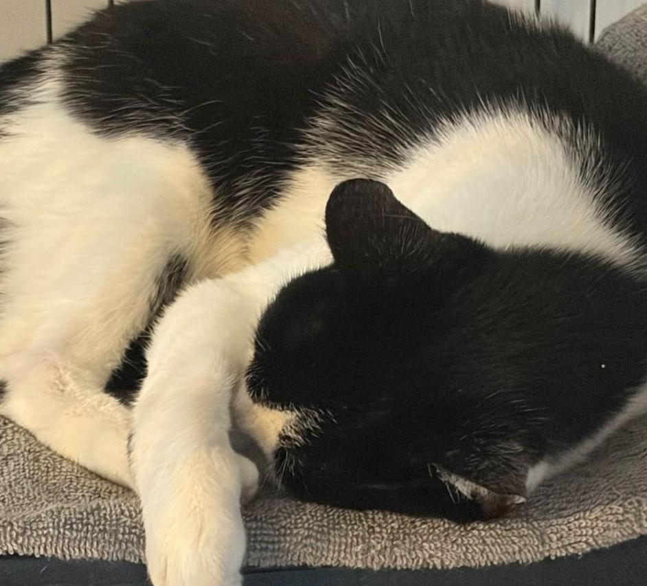 Enlarge Jeeves, a Adoptable Domestic Short Hair in Duette, FL image 1/4