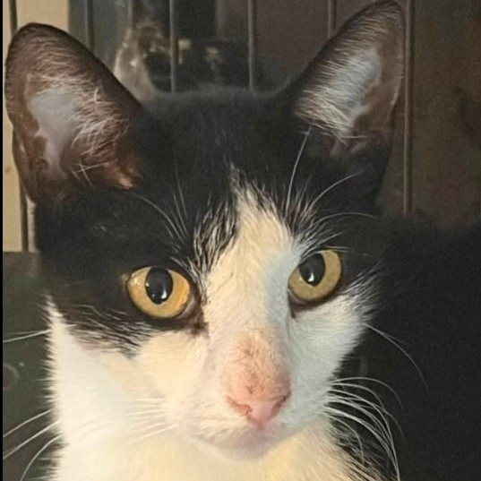 Enlarge Jeeves, a Adoptable Domestic Short Hair in Duette, FL image 2/4