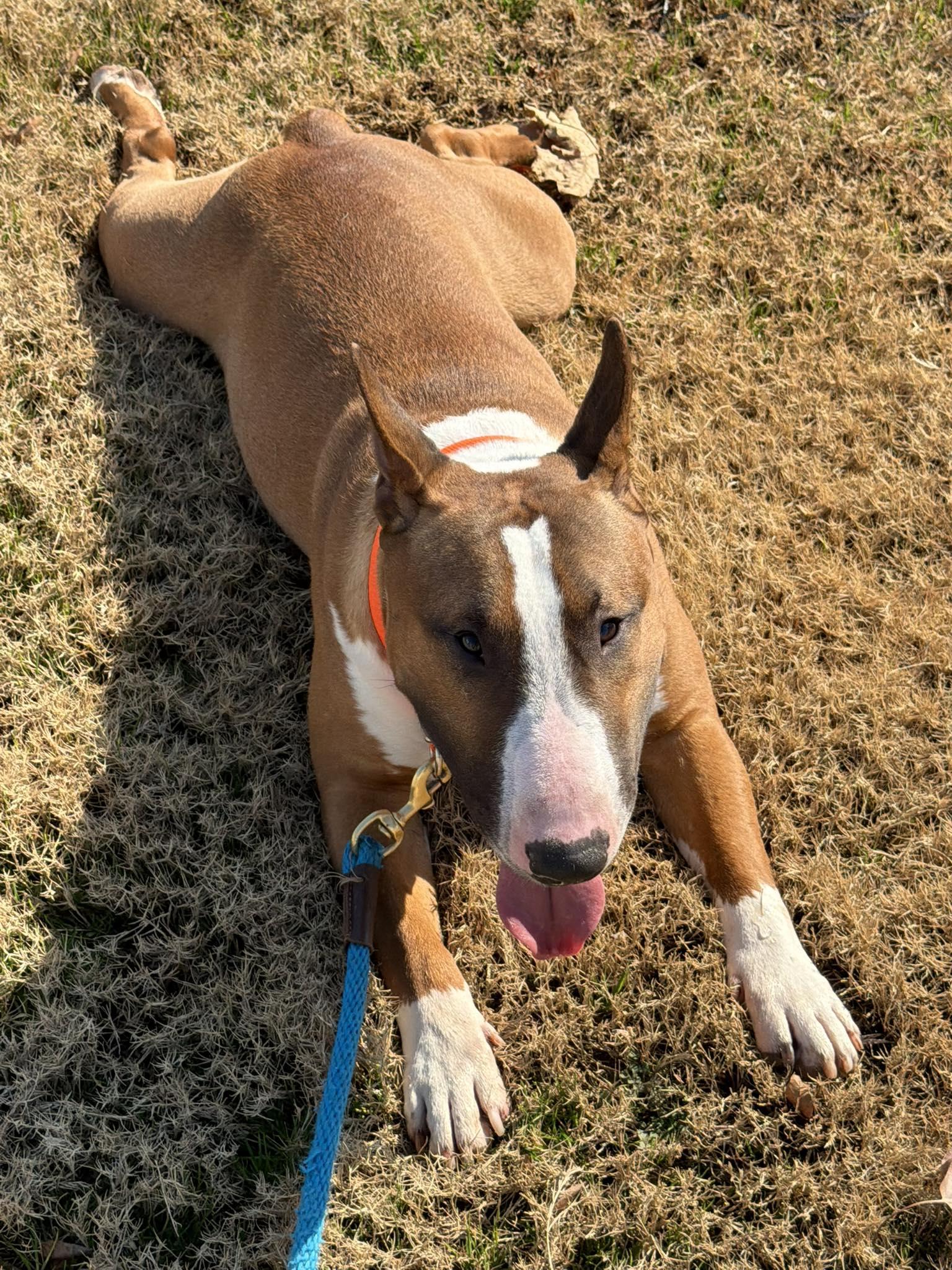 26-014 Bane, Adoptable, Young Male Bull Terrier.