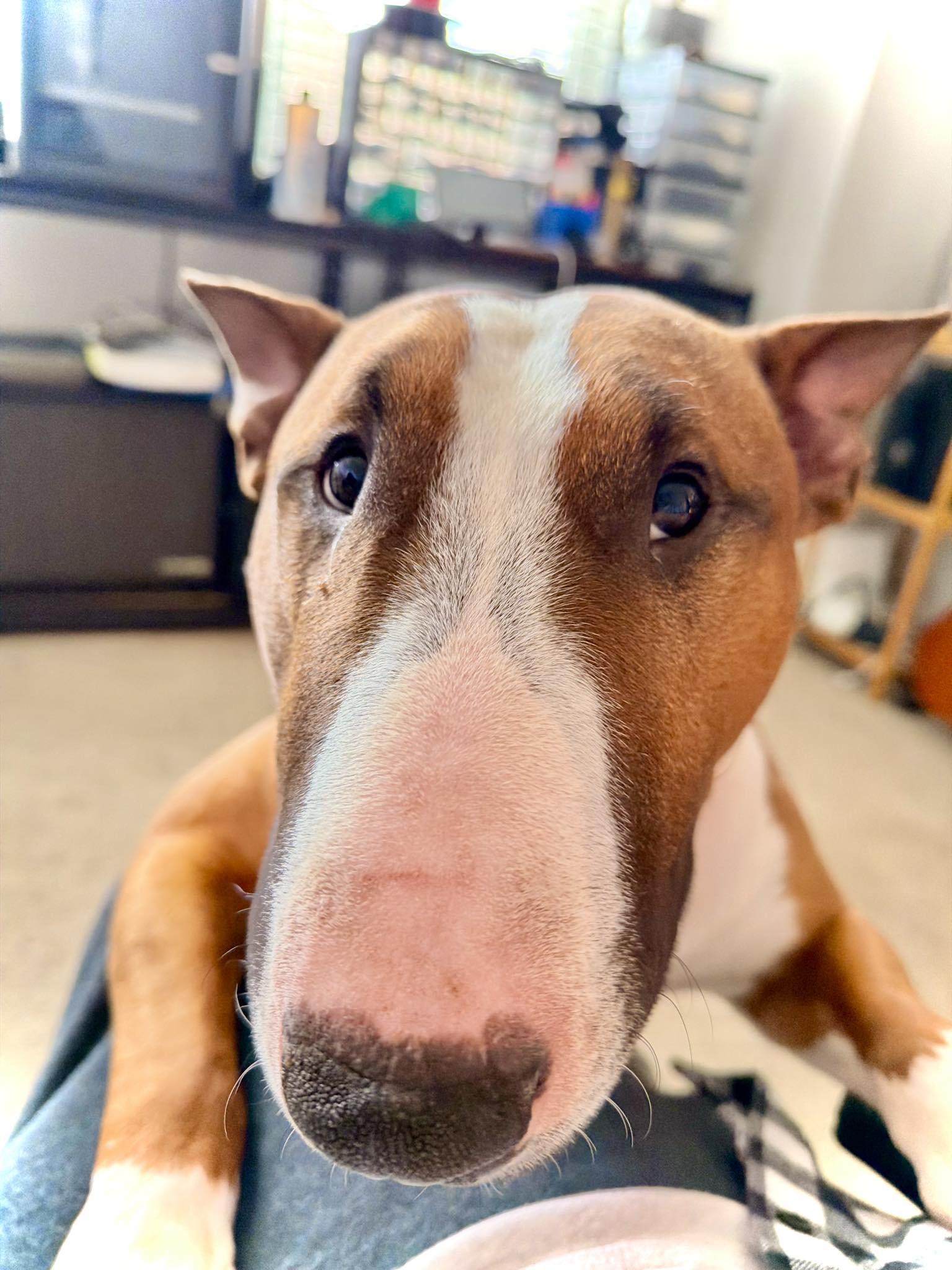 Enlarge 26-014 Bane, a Adoptable Bull Terrier in New York, NY image 2/6