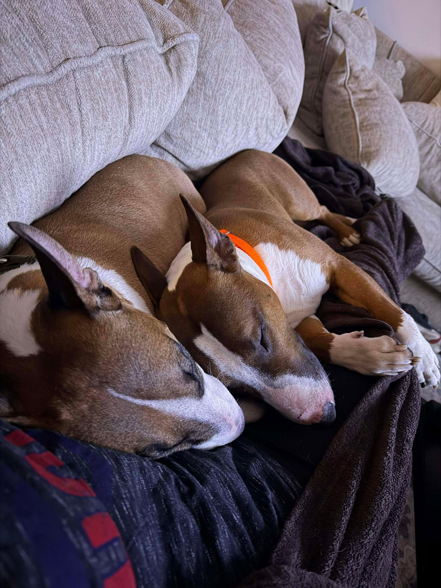 Enlarge 26-014 Bane, a Adoptable Bull Terrier in New York, NY image 3/6