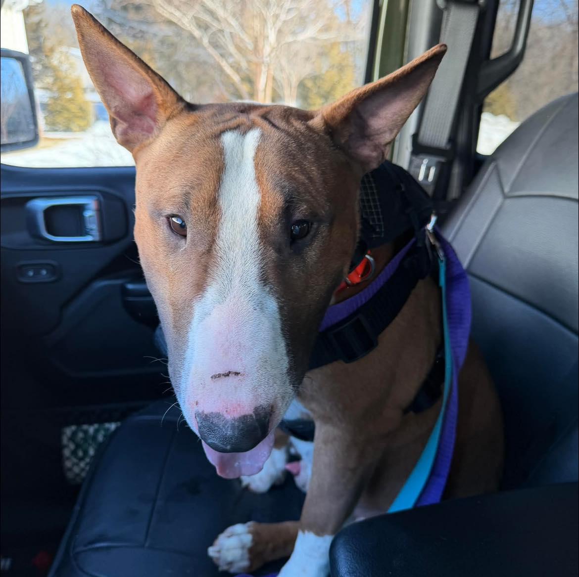 Enlarge 26-014 Bane, a Adoptable Bull Terrier in New York, NY image 4/6