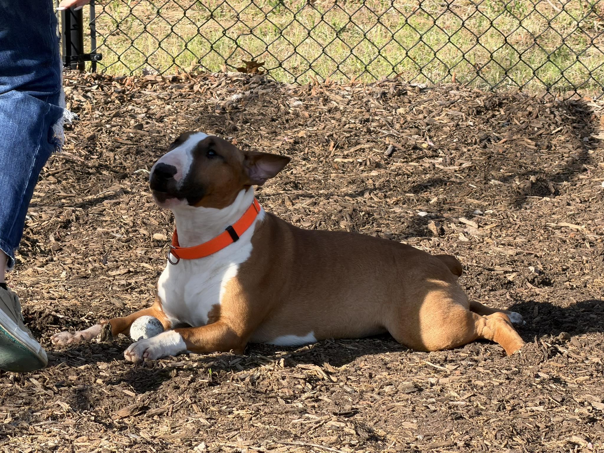 Enlarge 26-014 Bane, a Adoptable Bull Terrier in New York, NY image 6/6