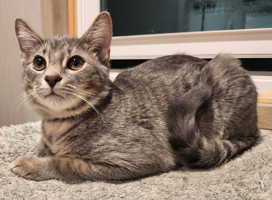 Davis, Adoptable, Young Male Domestic Short Hair.