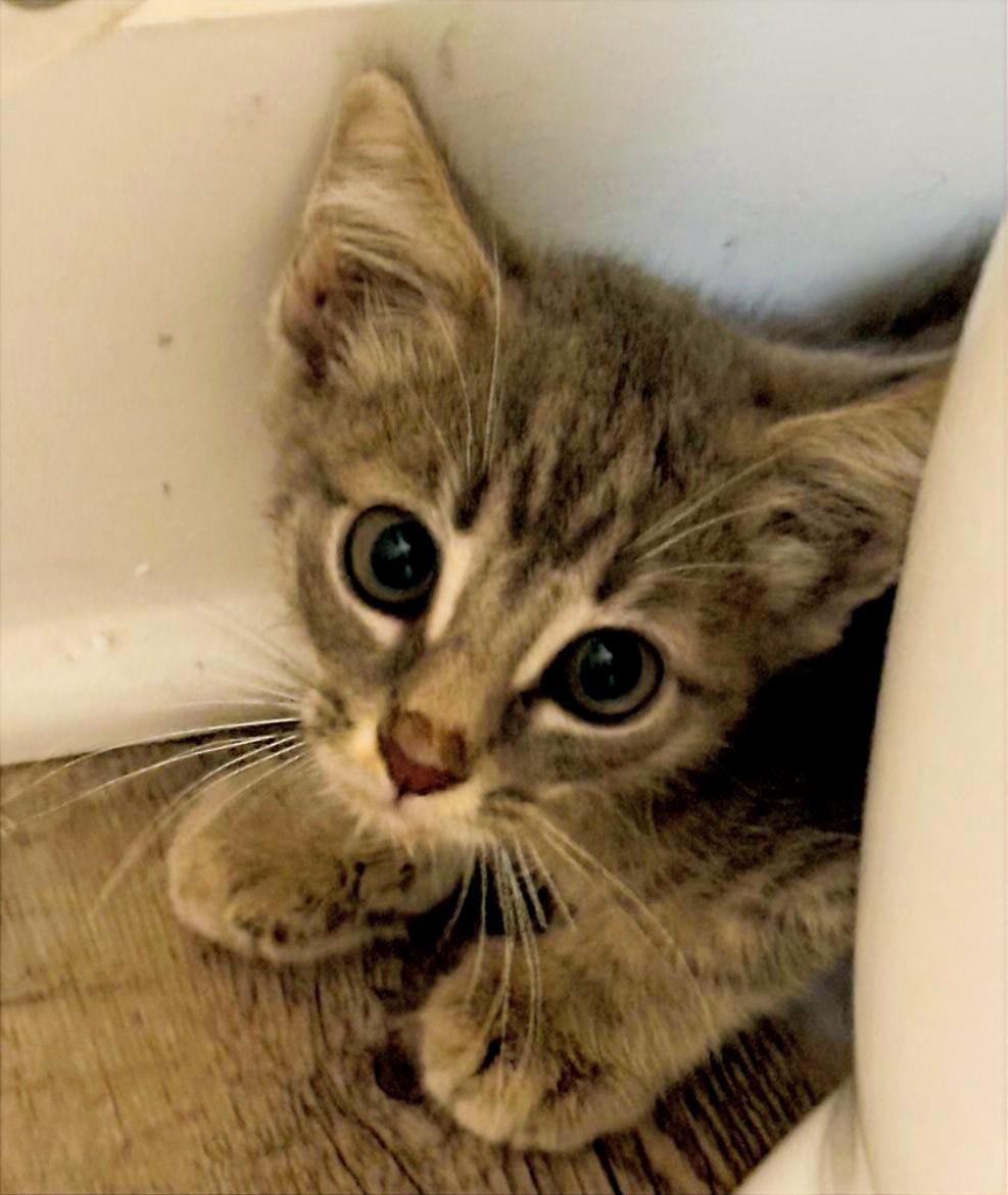 Davis, a Adoptable mixed breed in Hampstead, NC image 4/4