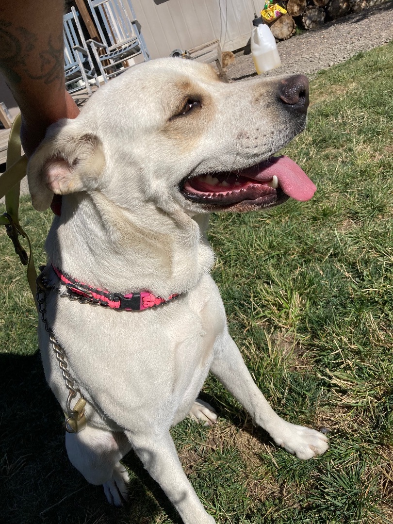 Rebel, Adopted, Adult Female Labrador Retriever.