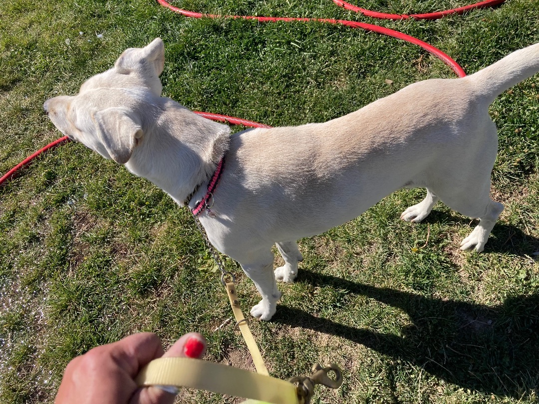 Rebel, a Adopted mixed breed in Carlin, NV image 2/2