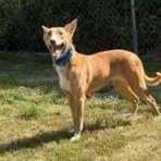 Emma, a ADOPTABLE Portuguese Podengo in Taunton, MA image 5/6