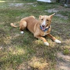 Emma, a ADOPTABLE Portuguese Podengo in Taunton, MA image 6/6