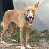 Emma, a ADOPTABLE Portuguese Podengo in Taunton, MA image 4/6