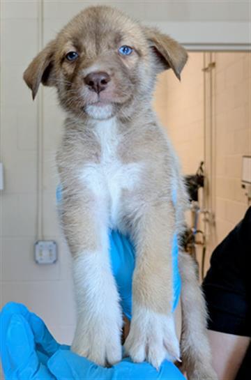 PHILODENDRON, Adoptable, Puppy Male German Shepherd Dog & Siberian Husky.