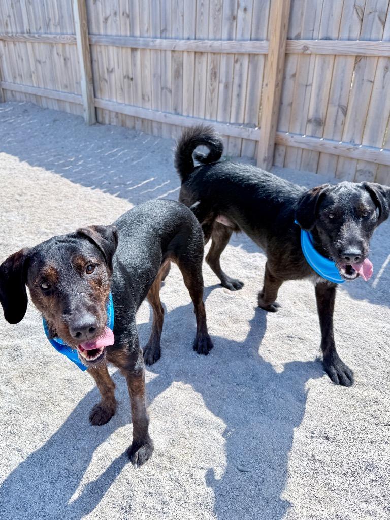 Hoss, Adoptable, Adult Male Labrador Retriever & Terrier.