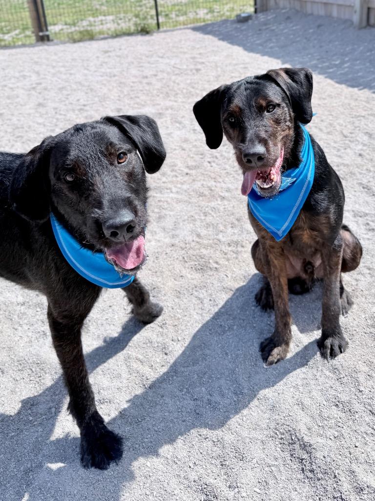 Hoss, Adoptable, Adult Male Labrador Retriever & Terrier.