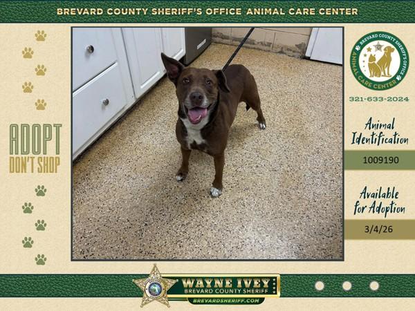 Enlarge Bella, a Adoptable mixed breed in Melbourne, FL image 1/1