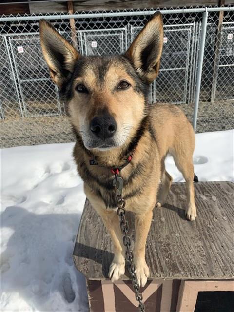 TOPH, Adoptable, Adult Female Husky.