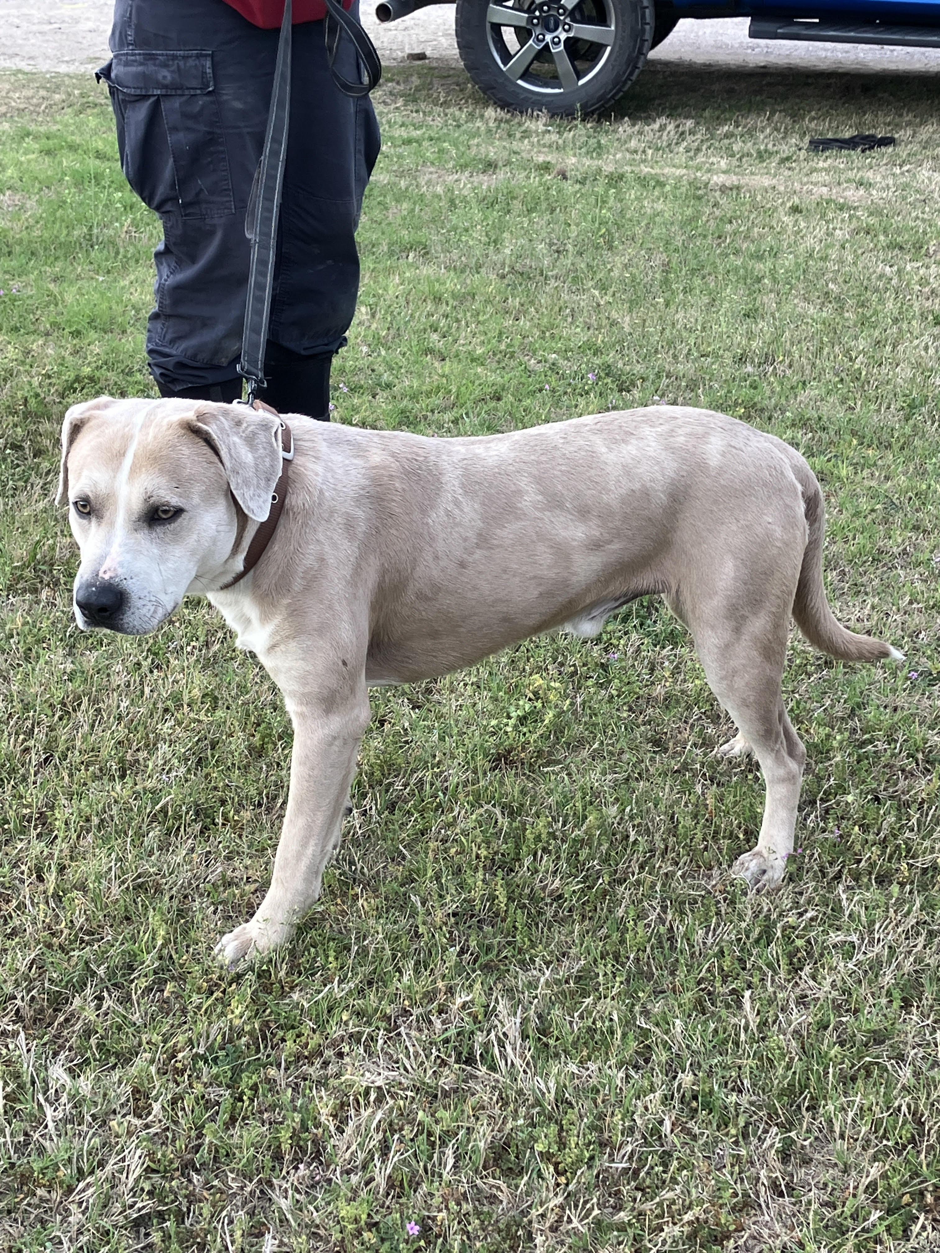 Enlarge LARRY-Best Buddy, an adopted mixed breed in Stephenville, TX image 4/6