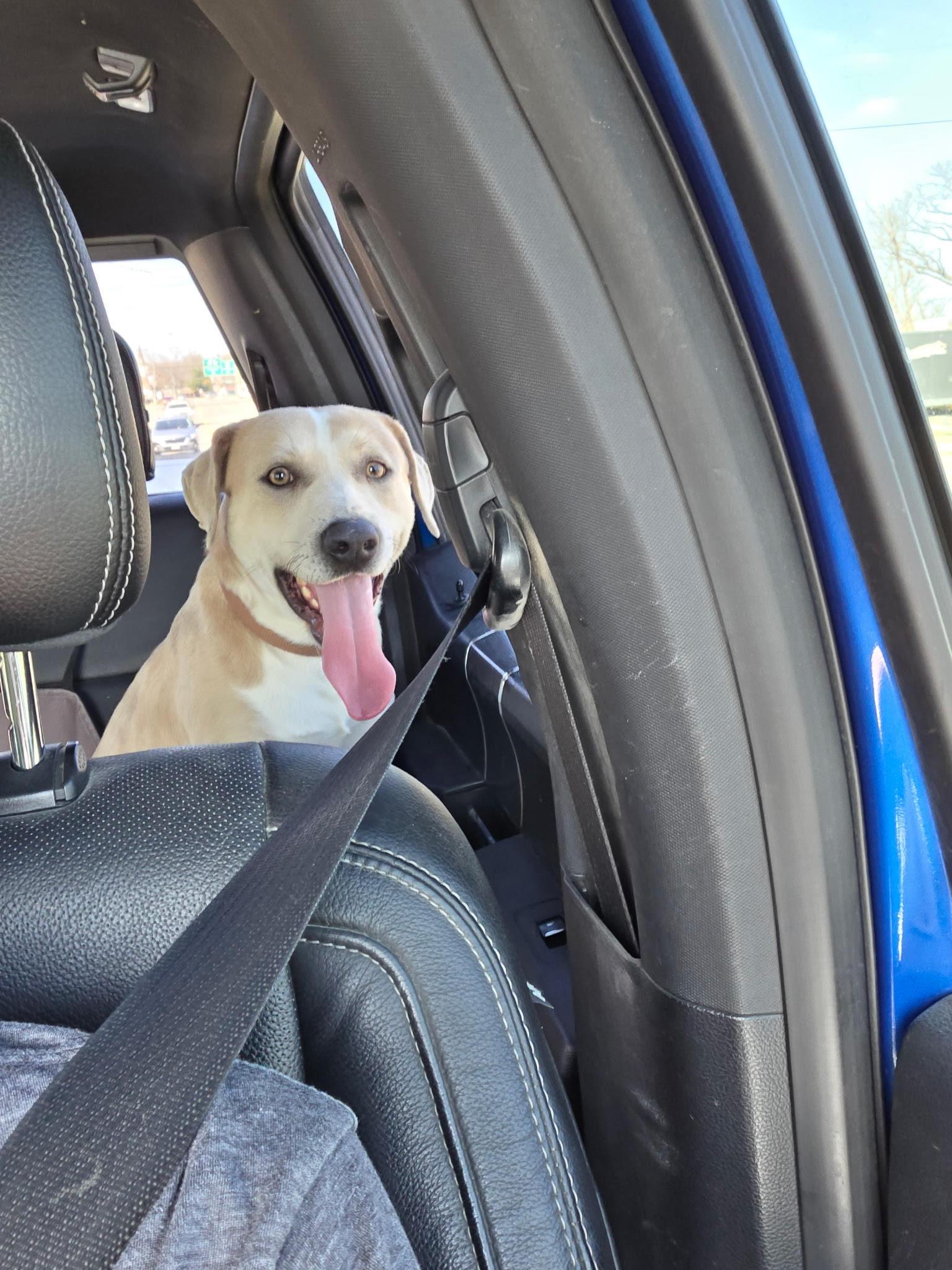 Enlarge LARRY-Best Buddy, an adopted mixed breed in Stephenville, TX image 5/6