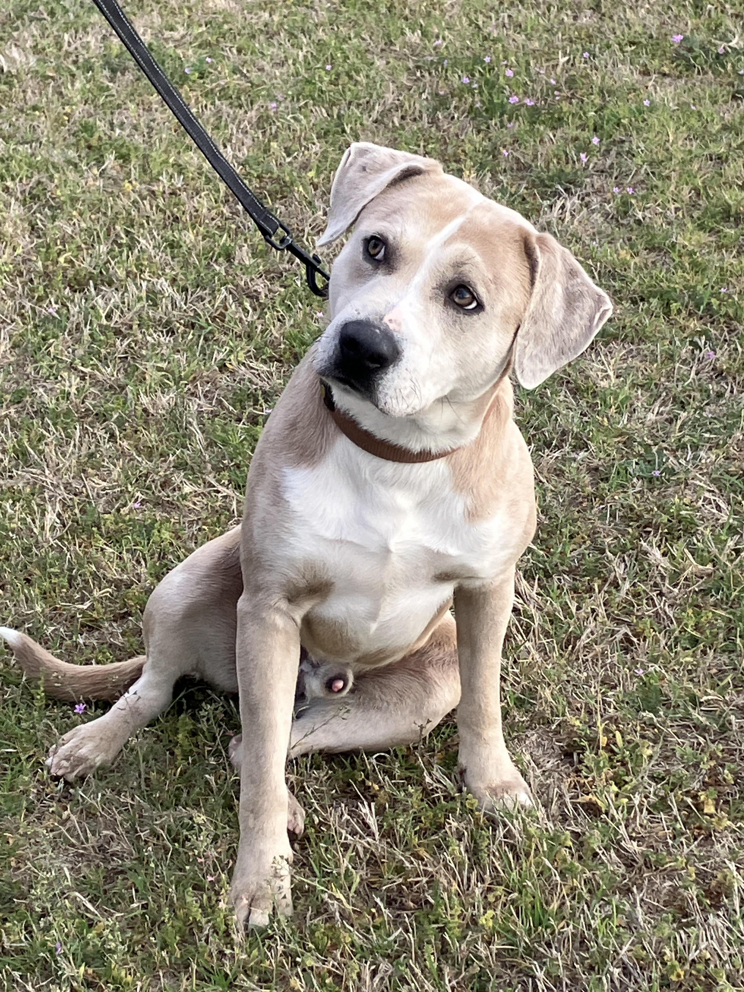LARRY-Best Buddy, adopted, Adult Male Catahoula Leopard Dog & Mixed Breed.
