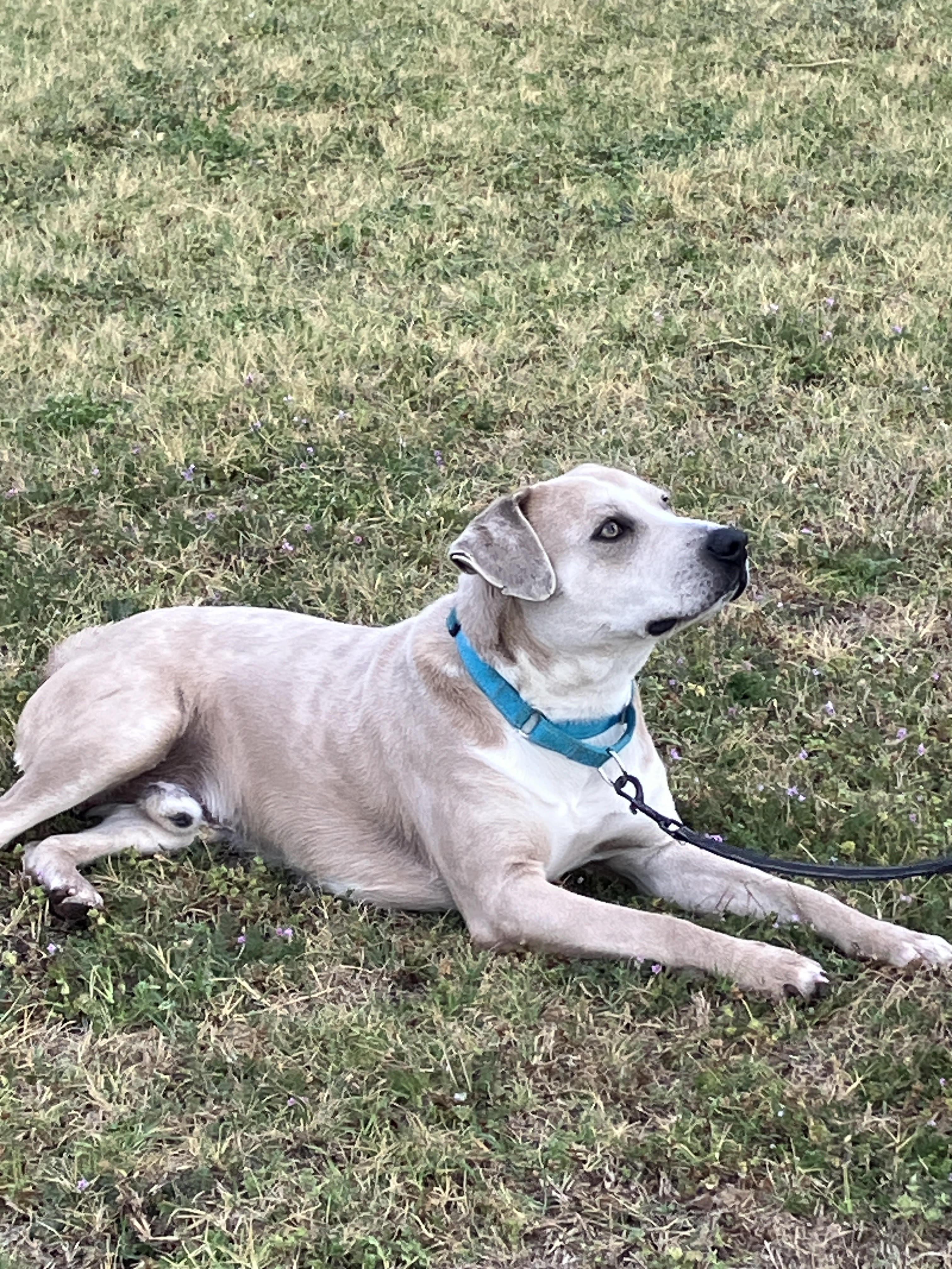 Enlarge LARRY-Best Buddy, an adopted mixed breed in Stephenville, TX image 3/6